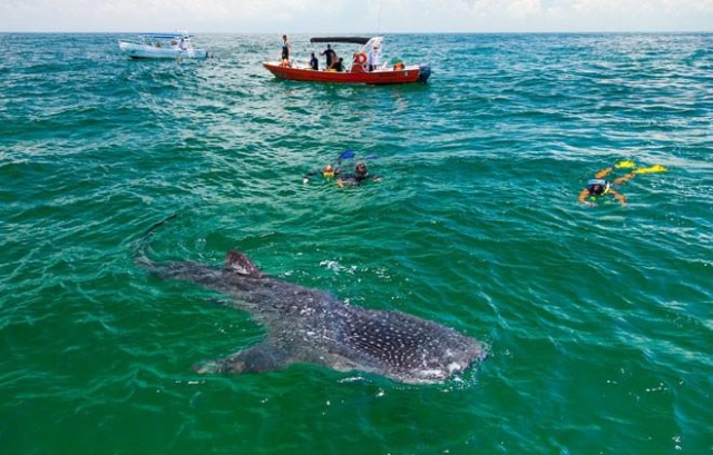 tiburones ballena en el caribe